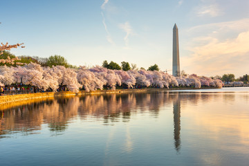 Fototapete - Washington DC, USA in Spring