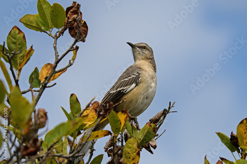 Fotomural Northern mockingbird on branch