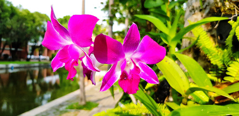 Wall Mural - Botany of Pink, purple or violet orchid blooming with green leaves and lake background. Beauty in nature and Beautiful floral  