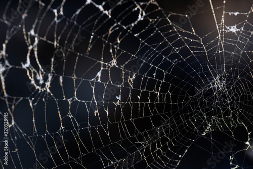 Fotomural Close up shot of a spider web.