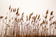 Dry Reeds Swing In The Wind