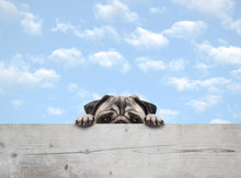 Cute Shy Peekaboo Pug Puppy Dog Peeking, With Paws On Wooden Fence Banner, With Blue Sky Background