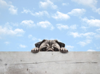 Wall Mural - cute shy peekaboo pug puppy dog peeking, with paws on wooden fence banner, with blue sky background