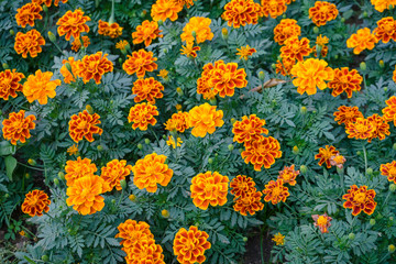 Wall Mural - Beautiful flowers blooming in garden