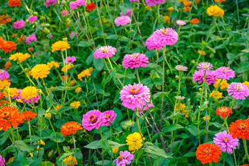 Wall Mural - Beautiful flowers blooming in garden