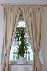  Big Dracaena plant standing in a room inside on a window ledge with beige curtains hanging around the window