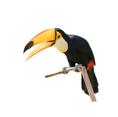 Canvas Print - Toucan bird in a tree branch on white isolated background