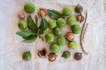 Wall Mural - Group of ripe macamadia nuts in green and brown shell and leaves of macadamia tree