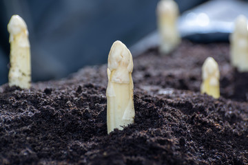 New spring season of white asparagus vegetable on field ready to harvest, white heads of asparagus growing up from the ground on farm