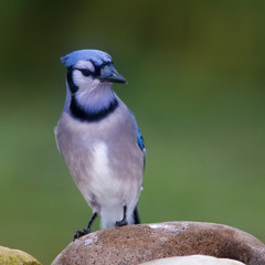 Wall Mural - Bluejay in a bird drinker outside backyard