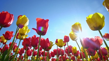 Wall Mural - Group of tulips in the sunlight against the blue sky. Sunshine and spring nature. 