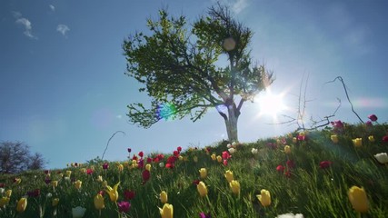 Canvas Print - Group of tulips in the sunlight against the blue sky. Sunshine and spring nature. 