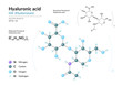 Hyaluronic acid. HA Hyaluronan. Structural chemical formula and molecule 3d model. Atoms with color coding. Vector illustration