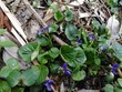 fiołek leśny (viola reichenbachiana)