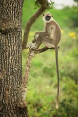 Tufted gray langur, Madras gray langur, natural environment, close up, detail, Sri Lanka, national park, Semnopithecus priam