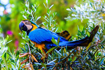 Blue macaw parrot on a branch of olive tree