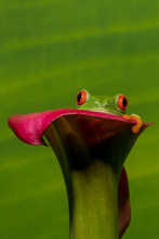 Red-eyed Green Tree Frog Sitting In A Cali Lily