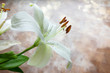 White Stargazer Lily