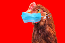 Bird Flu H5N1 In China Concept With Chicken Portrait And Medical Protective Mask.