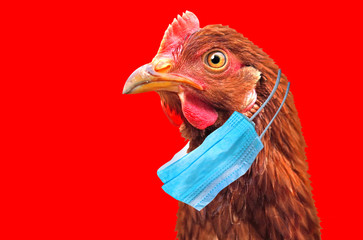 bird flu h5n1 in china concept with chicken portrait and medical protective mask.