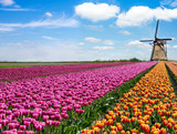 Fototapeta Tulipany - Beautiful magical spring landscape with a tulip field and windmills in the background of a cloudy sky in Holland. Charming places.