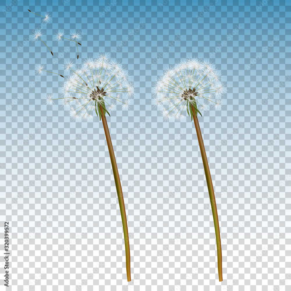 Vector 3d Realistic Dandelion Icon Set Closeup Isolated on Transparent Background. Nature Floral Spring or Summer Concept. Botanical Floral Design Template - obrazy, fototapety, plakaty 