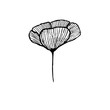 Poppy hand drawn ink illustration. black and white floral drawing of  poppy and california poppy.
