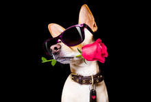 Valentines Love  Dog