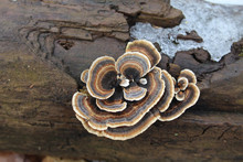Brown And Orange Turkey Tail Mushrooms At Linne Woods In Winter In Morton Grove, Illinois