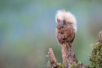 Poster - A red squirrel portrait as it sits on top of an old tree stump eating a hazel nut