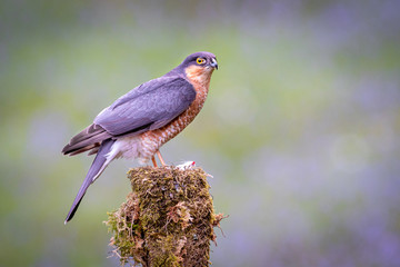 Poster - A sparrowhawk is perched on an old tree stump cautiously protecting its prey