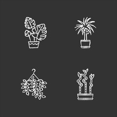 Wall Mural - Domesticated plants chalk white icons set on black background. Houseplants. Ornamental indoor plants. Home decor. Pothos, dracaena. Monstera, lucky bamboo. Isolated vector chalkboard illustrations