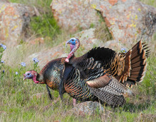 Male Wild Turkey Displaying His Feathers