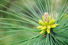 Cluster Of Pollen-bearing Male Cones At The Tip Of A Lodgepole Pine Branch. Young Lodgepole Pine Cones On A Branch