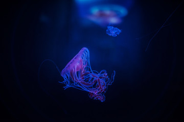 Glowing Jellyfish