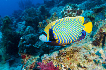  Imperial angelfish (Pomacanthus imperator) on a coral reef in the Indian ocean.