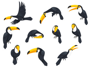 Wall Mural - Set of toucan tropical bird with a massive bill and typically brightly colored plumage cartoon animal design flat vector illustration isolated on white background