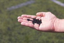 Artificial Synthetic Rubber Pieces From Turf Football Field, Closeup In Male Hand