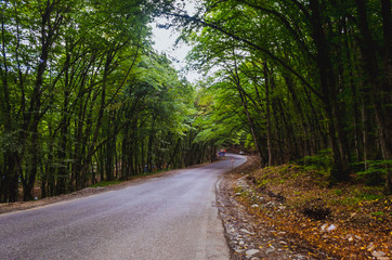 Beautiful landscape with empty road, trees and sunlight in the evening in autumn. Travel background. Nature