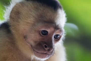 Capuchin monkey (Cebus) Costa Rica