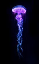 The Purple-striped Jellyfish (Chrysaora Colorata) Isolated On Black Background