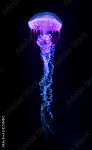 The Purple-striped Jellyfish (Chrysaora colorata) isolated on black background Tableau sur Toile