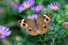 Junonia Coenia, Known As The Common Buckeye Or Buckeye On New England Aster. It Is In The Family Nymphalidae. Its Original Ancestry Has Been Traced To Africa.