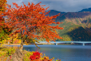 Wall Mural - Japan. Landscape of lake Kawaguchiko. Japanese maple on the lake. Nature of Japan. Bridge across the lake Kawaguchiko. Red maple near lake Kawaguchiko. Autumn in Japan. Nature of Fujikawaguchiko