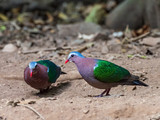 Fototapeta Tęcza - The Common Emerald Dove is a green pigeon which is a widespread resident breeding bird in the tropical and sub-tropical parts of the Indian Subcontinent and east through South East Asia. 