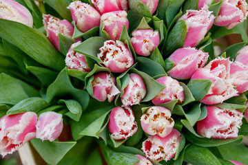  Close up top view over bunch of pale pink and white blooming tulips backdrop at florist. Blossom tulips for sell in front of flower shop in market.