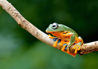 Wall Mural - green tree frog on leaf