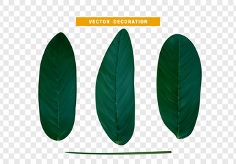 Poster - set of realistic simple green petals and leaves. Vector illustration