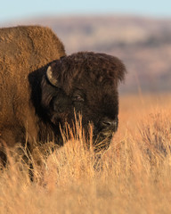 Poster - Bison on the prairie