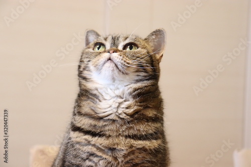 胸のふわふわが可愛い猫アメリカンショートヘアー Stock Photo Adobe Stock